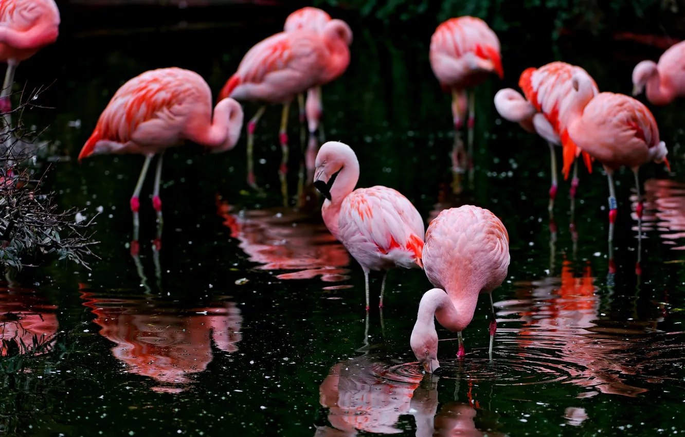 Photo wallpaper birds, Flamingo, pond
