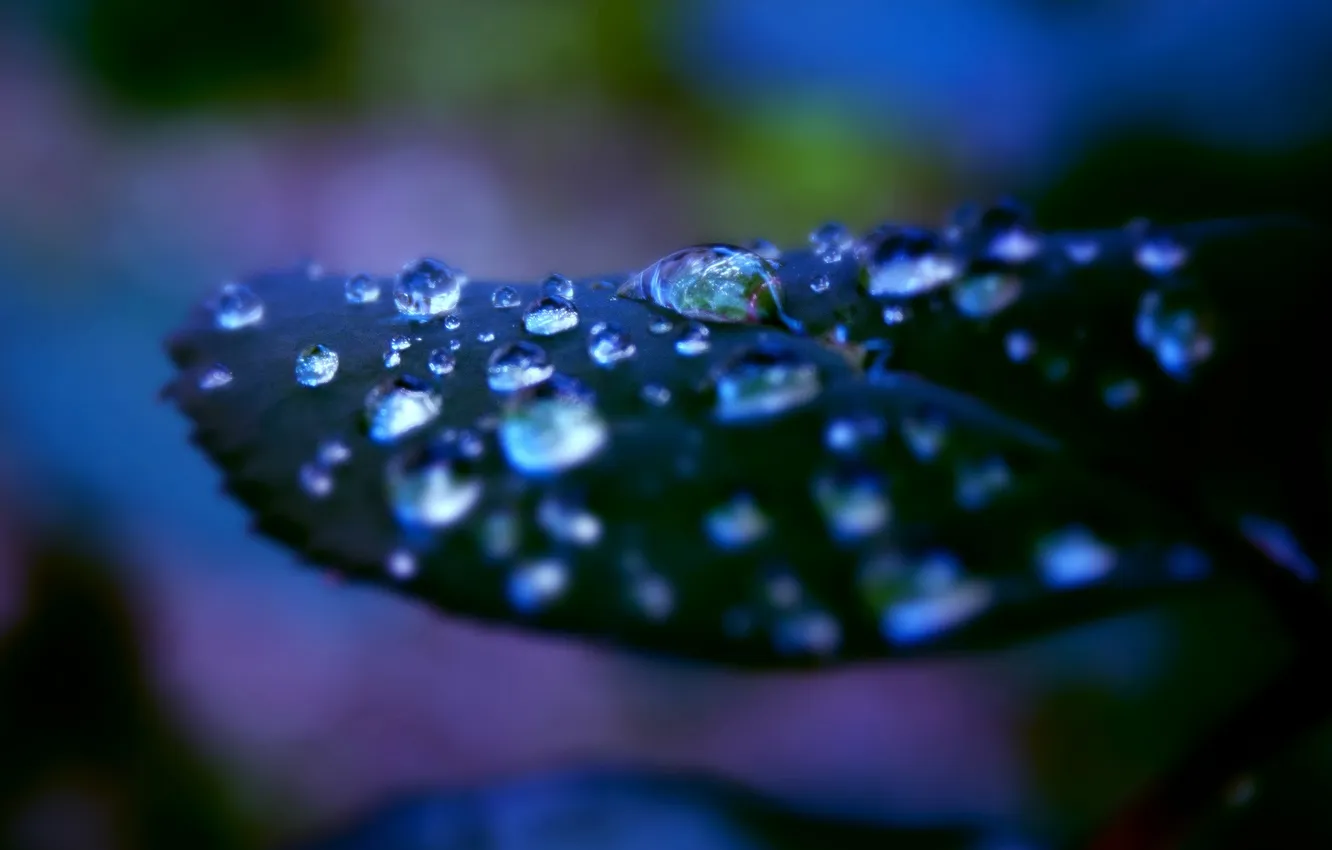 Photo wallpaper greens, leaves, drops, macro, nature, Rosa, plant