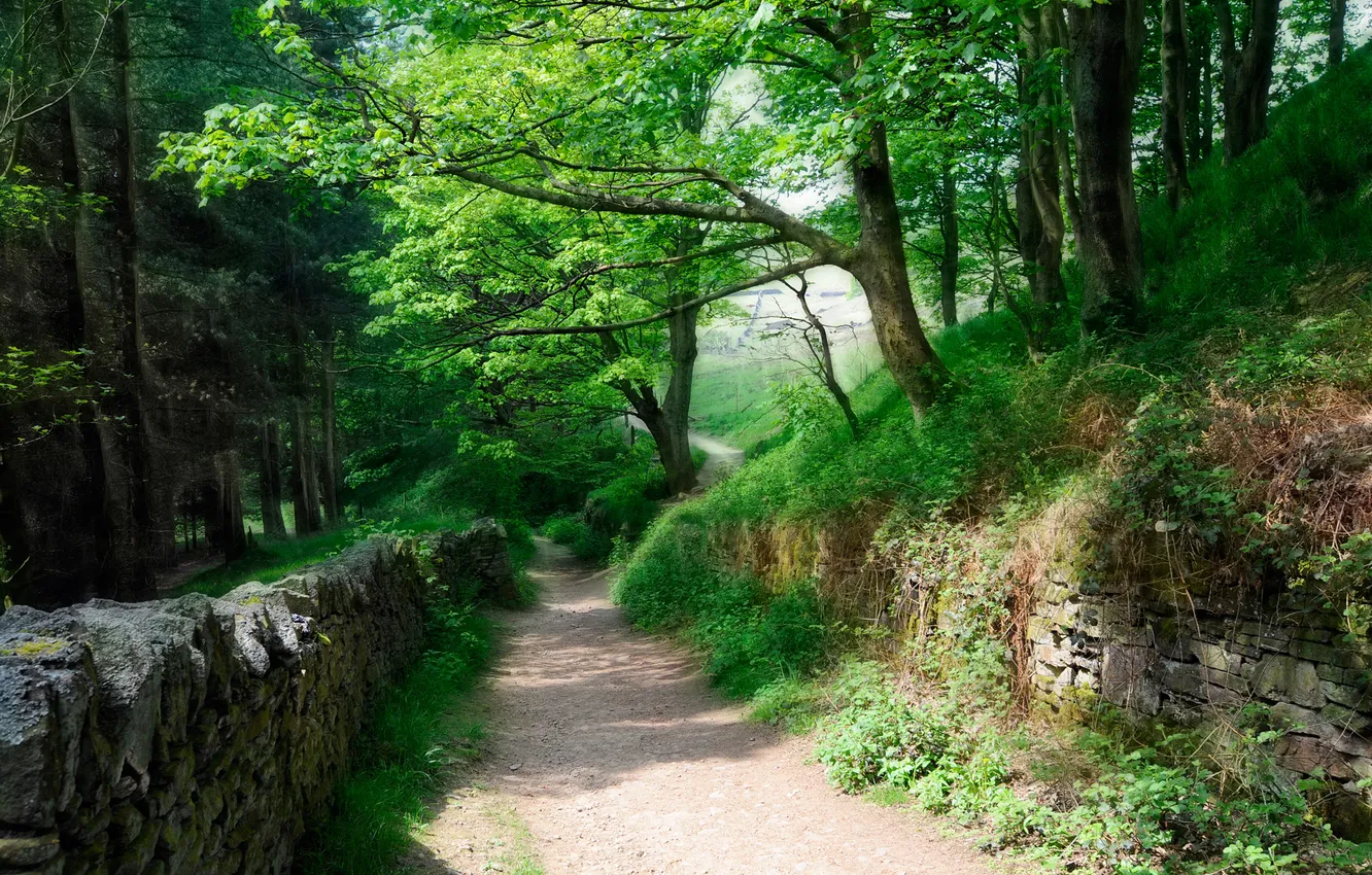 Photo wallpaper trees, Park, wall, the fence, track, alley