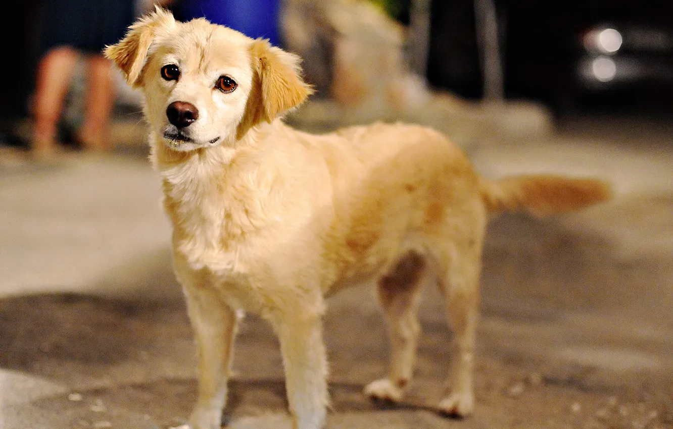 Photo wallpaper home, dog, mouth, puppy, slasa, ulibaetsya...