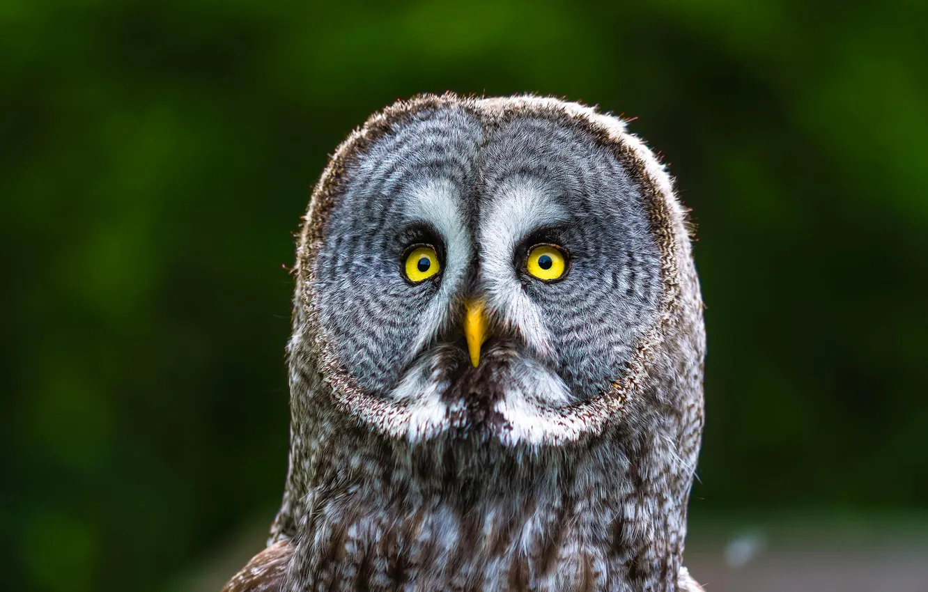 Photo wallpaper eyes, owl, bird, feathers, beak