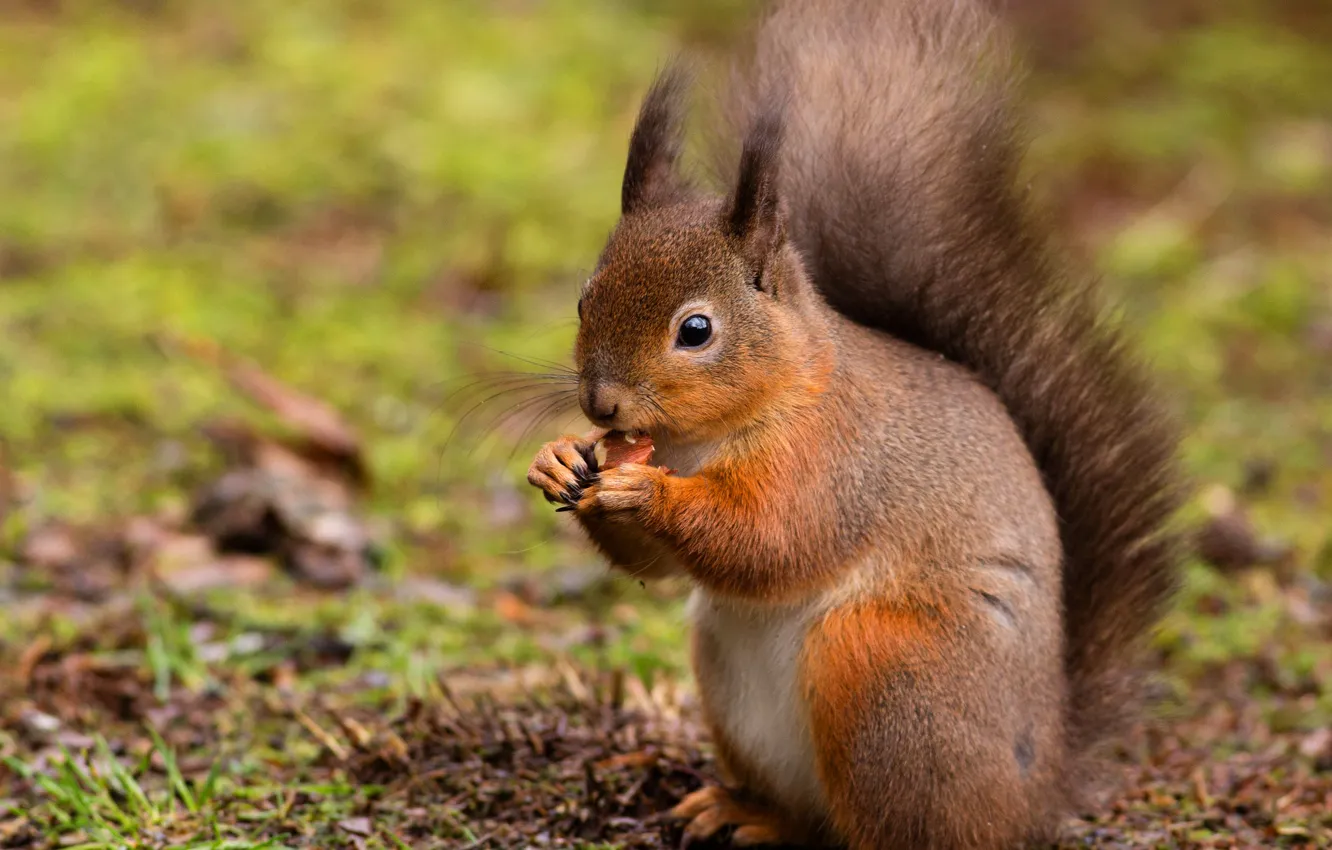 Photo wallpaper pose, background, protein, red, nuts, wildlife, squirrel, rodent