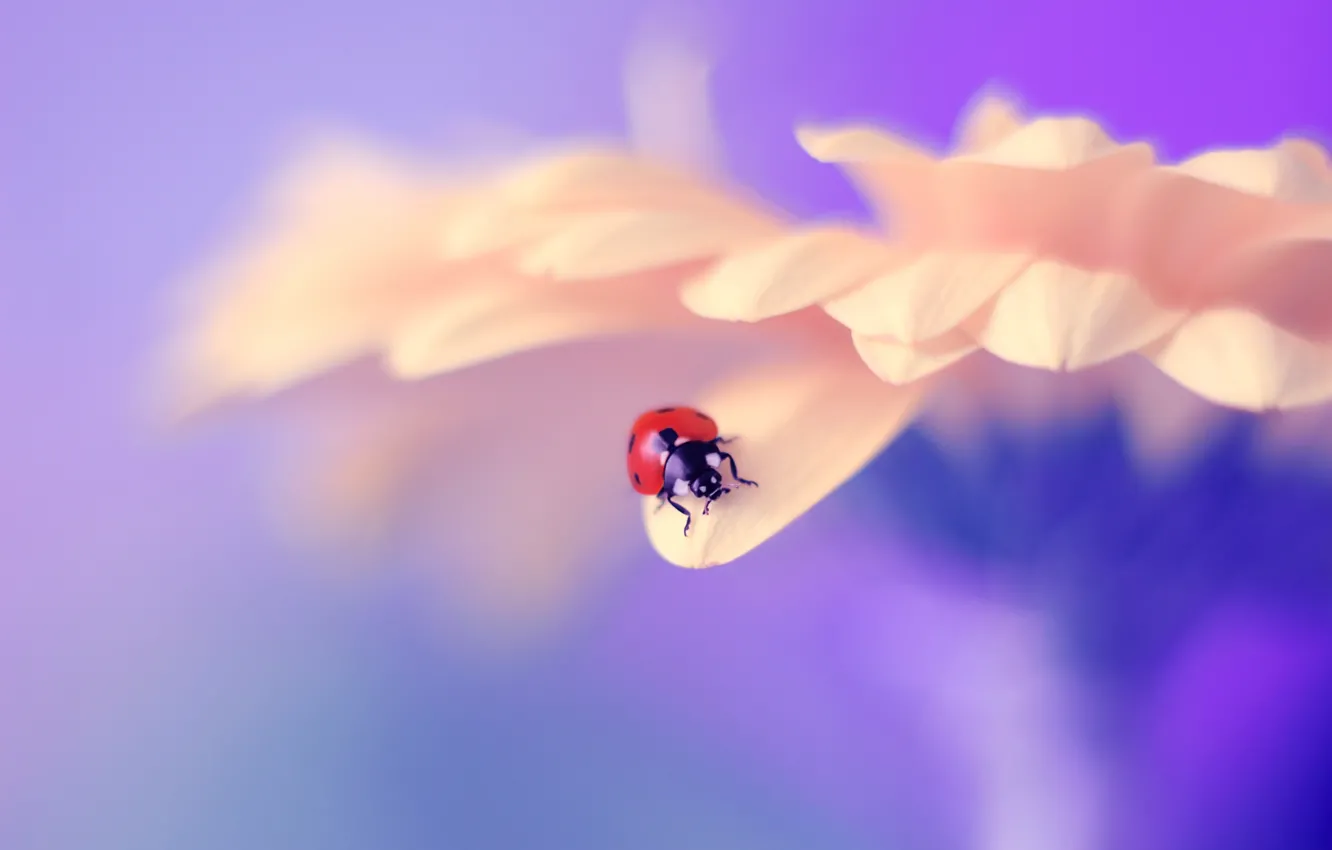 Photo wallpaper macro, flowers, ladybug