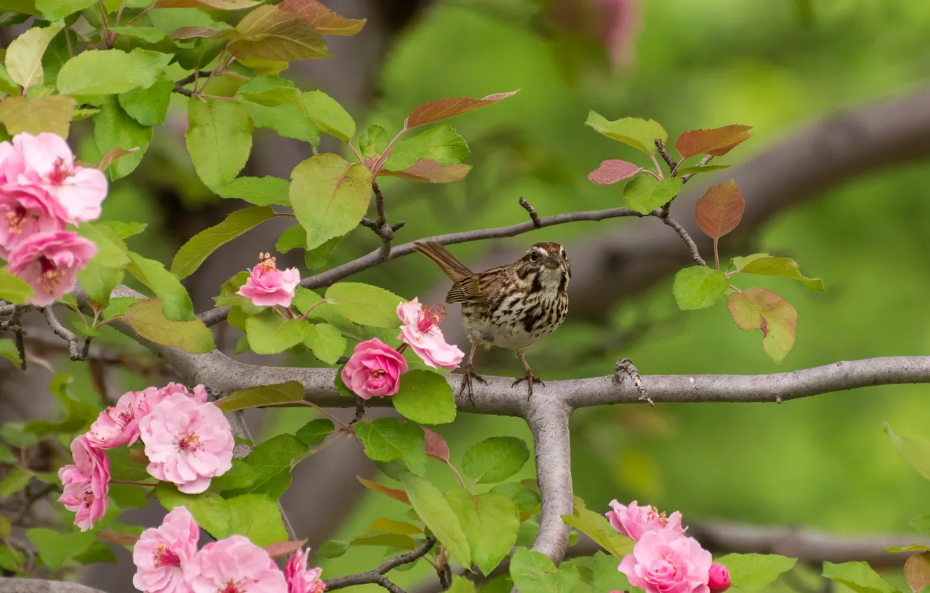Photo wallpaper trees, flowers, branches, bird, common passerine Bunting