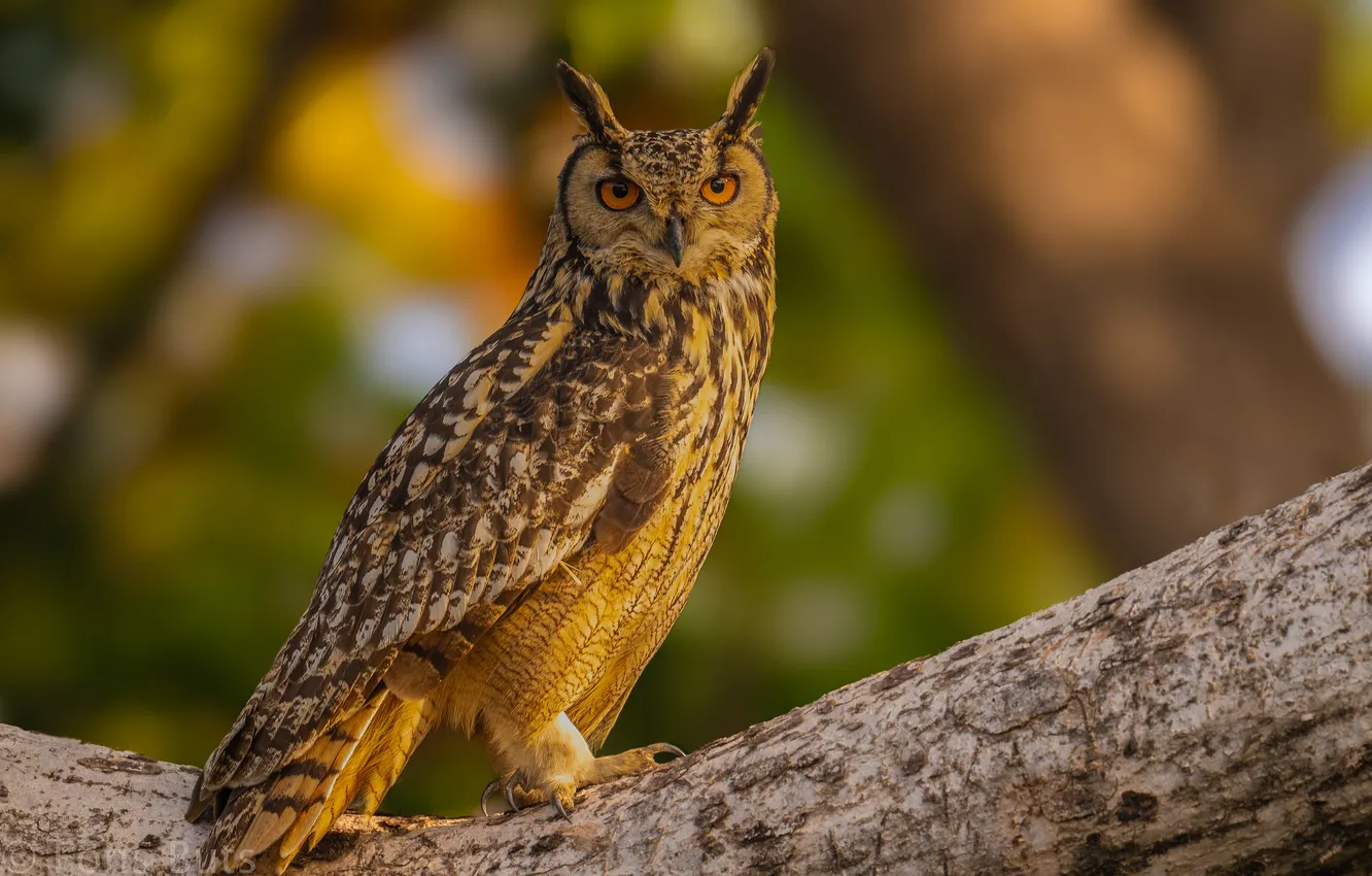 Photo wallpaper trees, owl, bird, owl