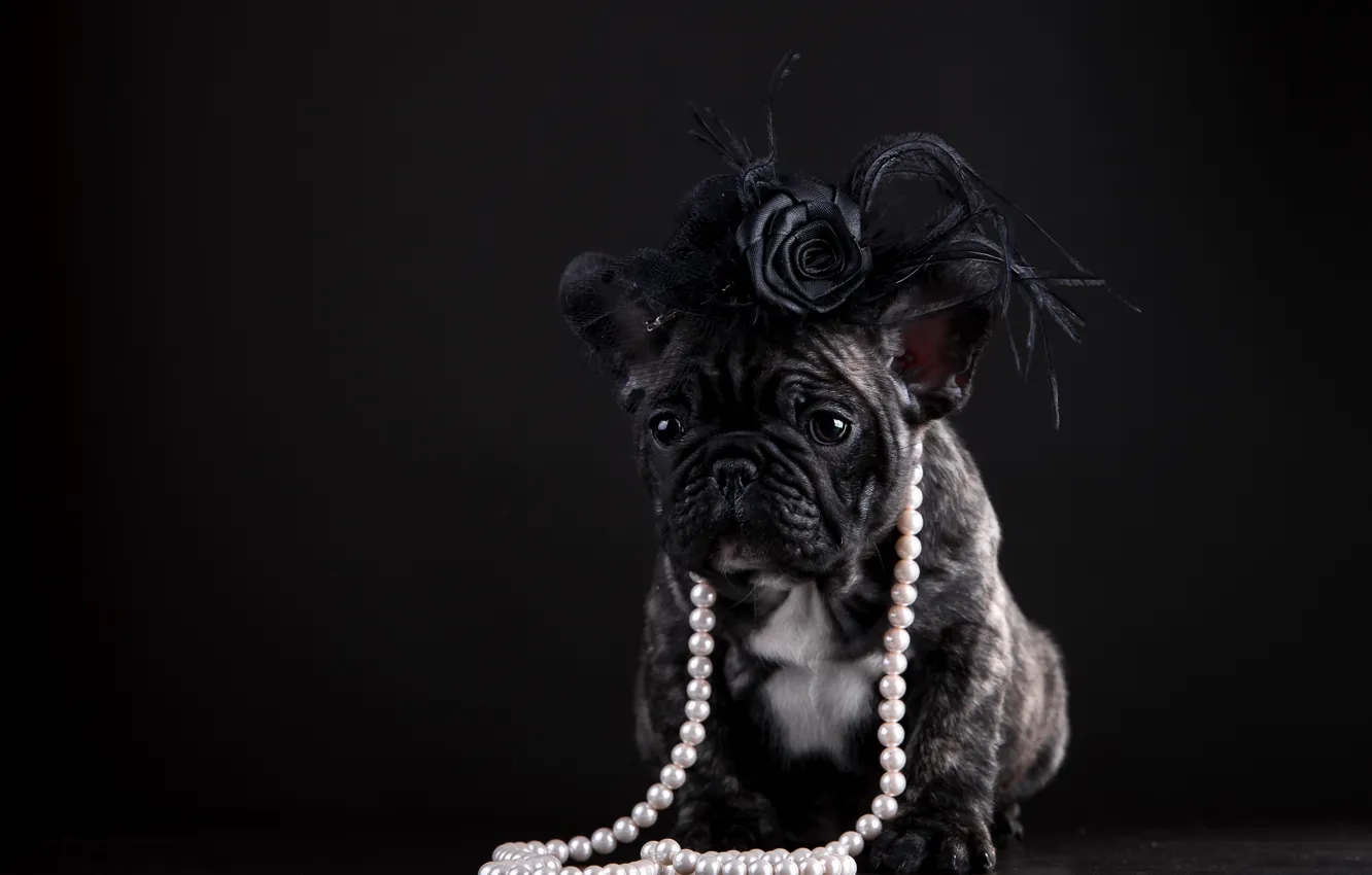 Photo wallpaper dog, puppy, pearl, beads, French bulldog