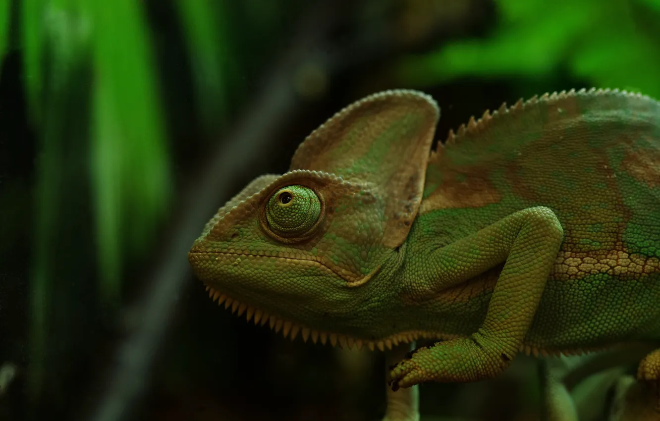 Photo wallpaper green, chameleon, disguise