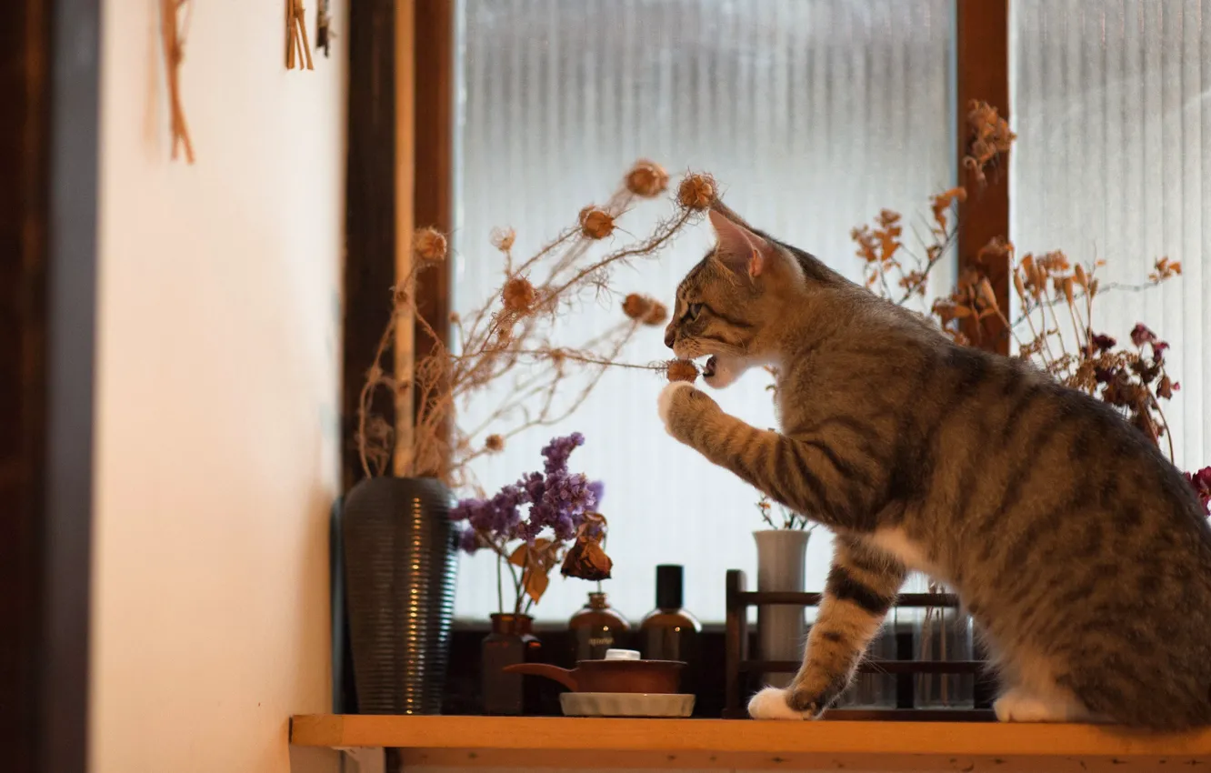 Photo wallpaper cat, cat, the game, bouquet, window, sill