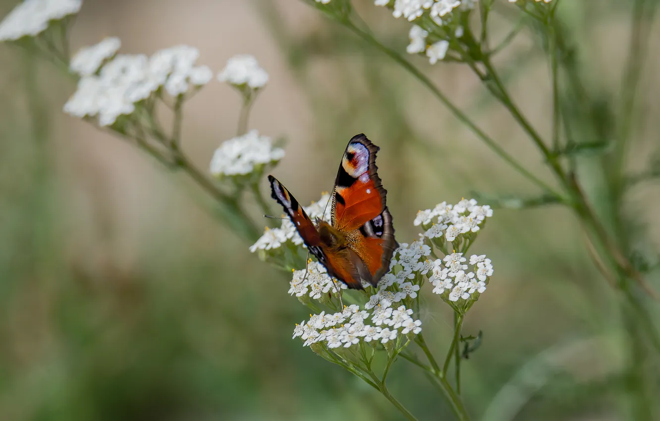 Photo wallpaper macro, butterfly, peacock