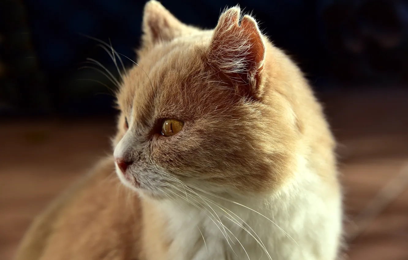 Photo wallpaper muzzle, ears, red cat