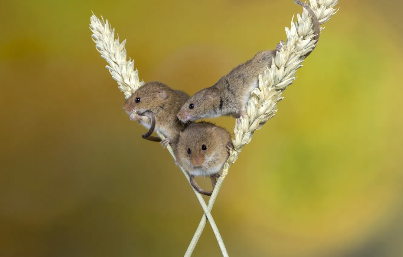 Photo wallpaper mouse, spikelets, trio