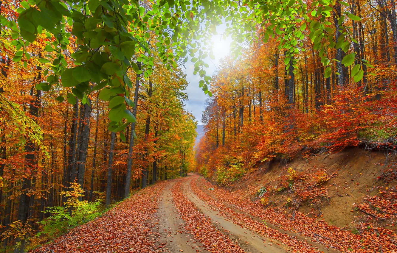 Photo wallpaper road, greens, autumn, forest, the sky, leaves, the sun, light