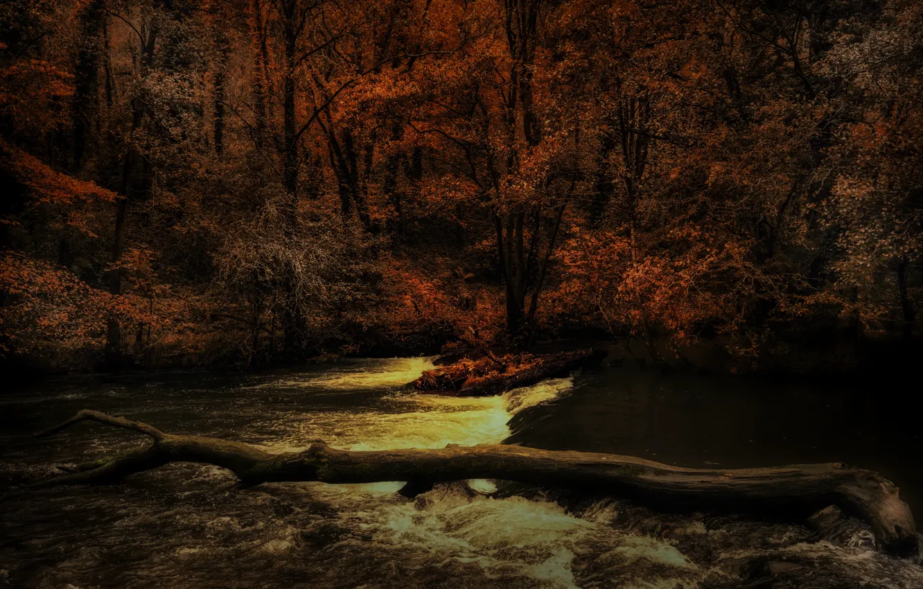Photo wallpaper autumn, forest, trees, branches, river, shore, for, log