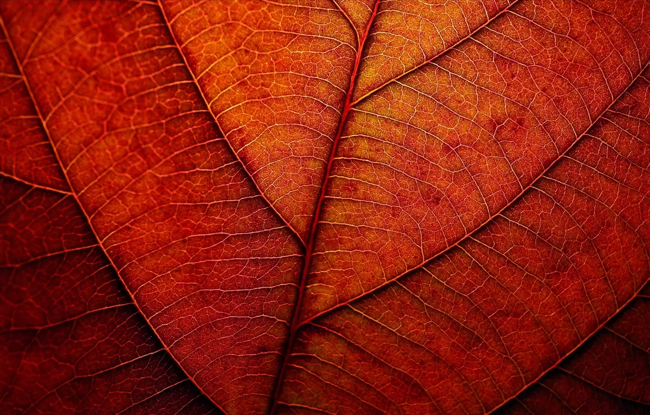 Wallpaper autumn, sheet, texture, red images for desktop, section ...