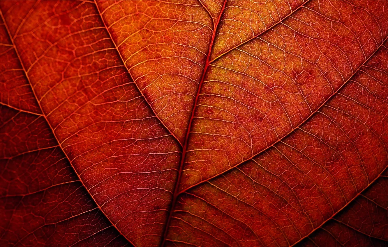 Photo wallpaper autumn, sheet, texture, red
