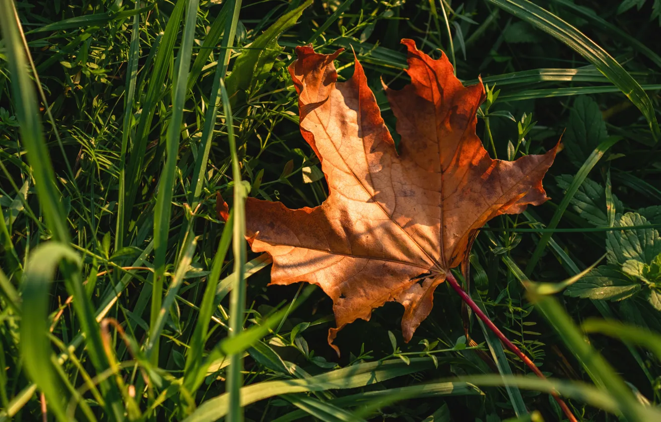 Photo wallpaper autumn, grass, light, nature, leaf, red, bokeh, maple