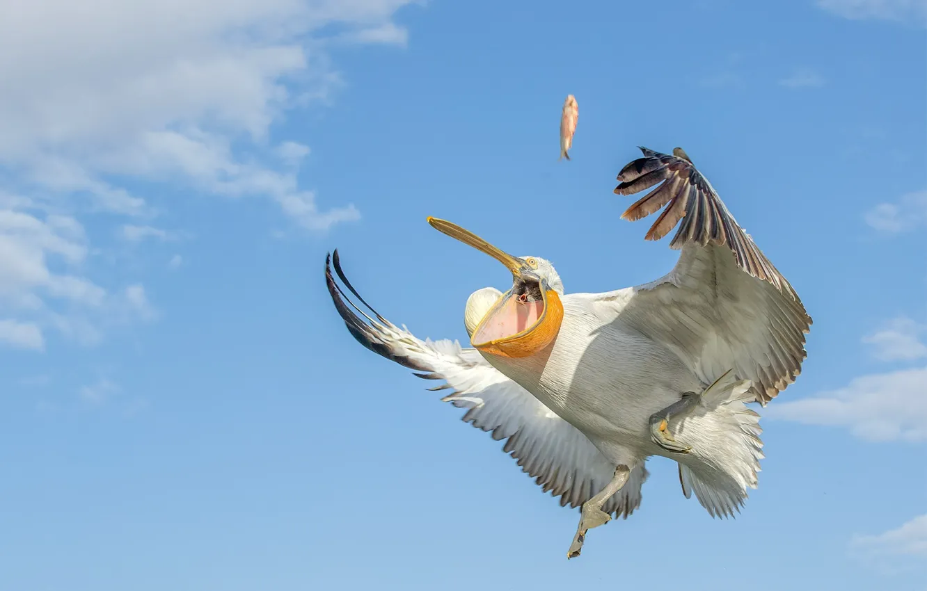 Photo wallpaper the sky, fish, bird, wings, Pelican