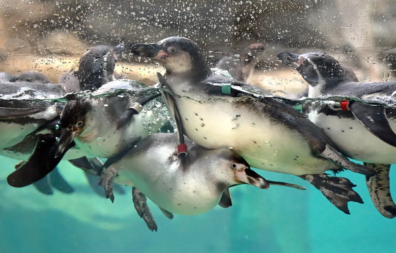 Photo wallpaper water, nature, penguins