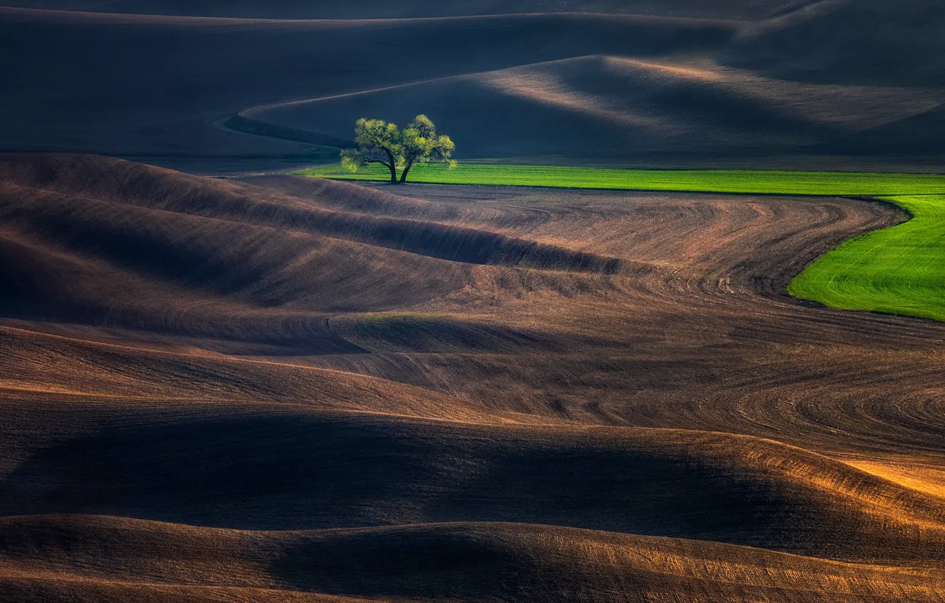 Photo wallpaper field, trees, hills
