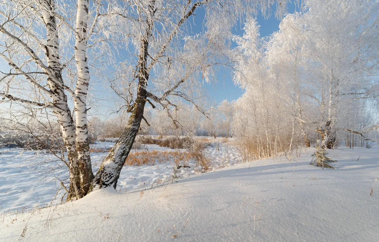 Photo wallpaper winter, snow, nature, birch