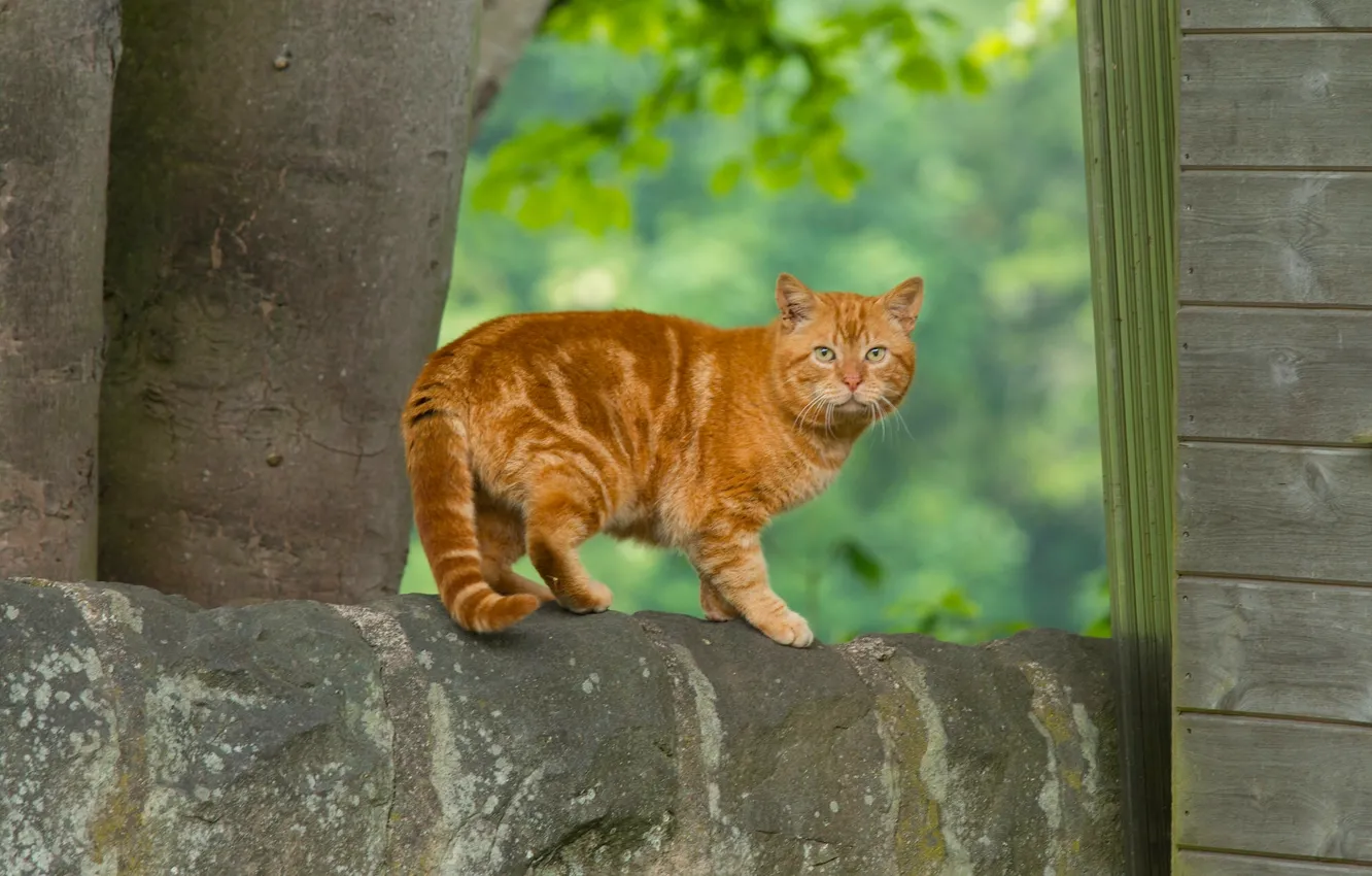 Photo wallpaper cat, look, red, red cat