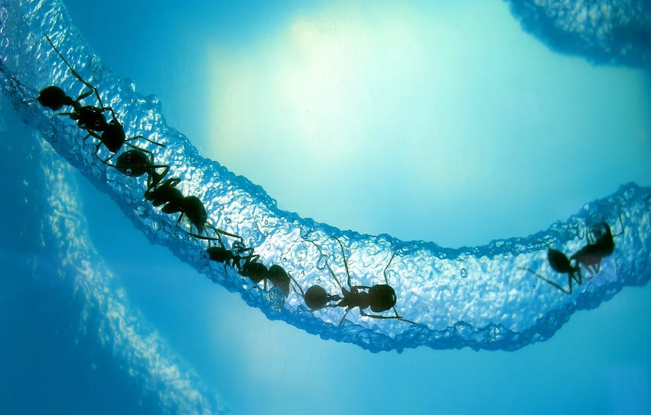 Photo wallpaper ice, blue, ants