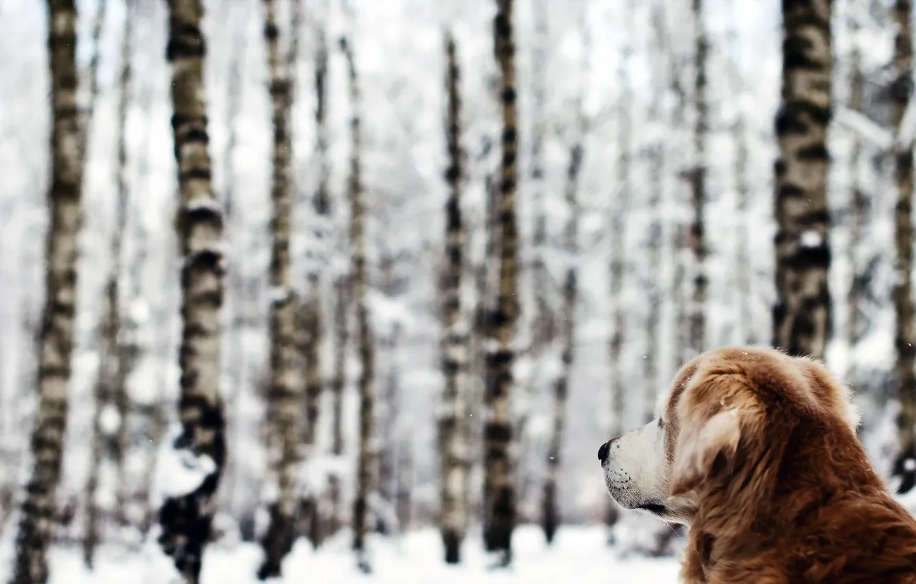 Photo wallpaper winter, forest, dog