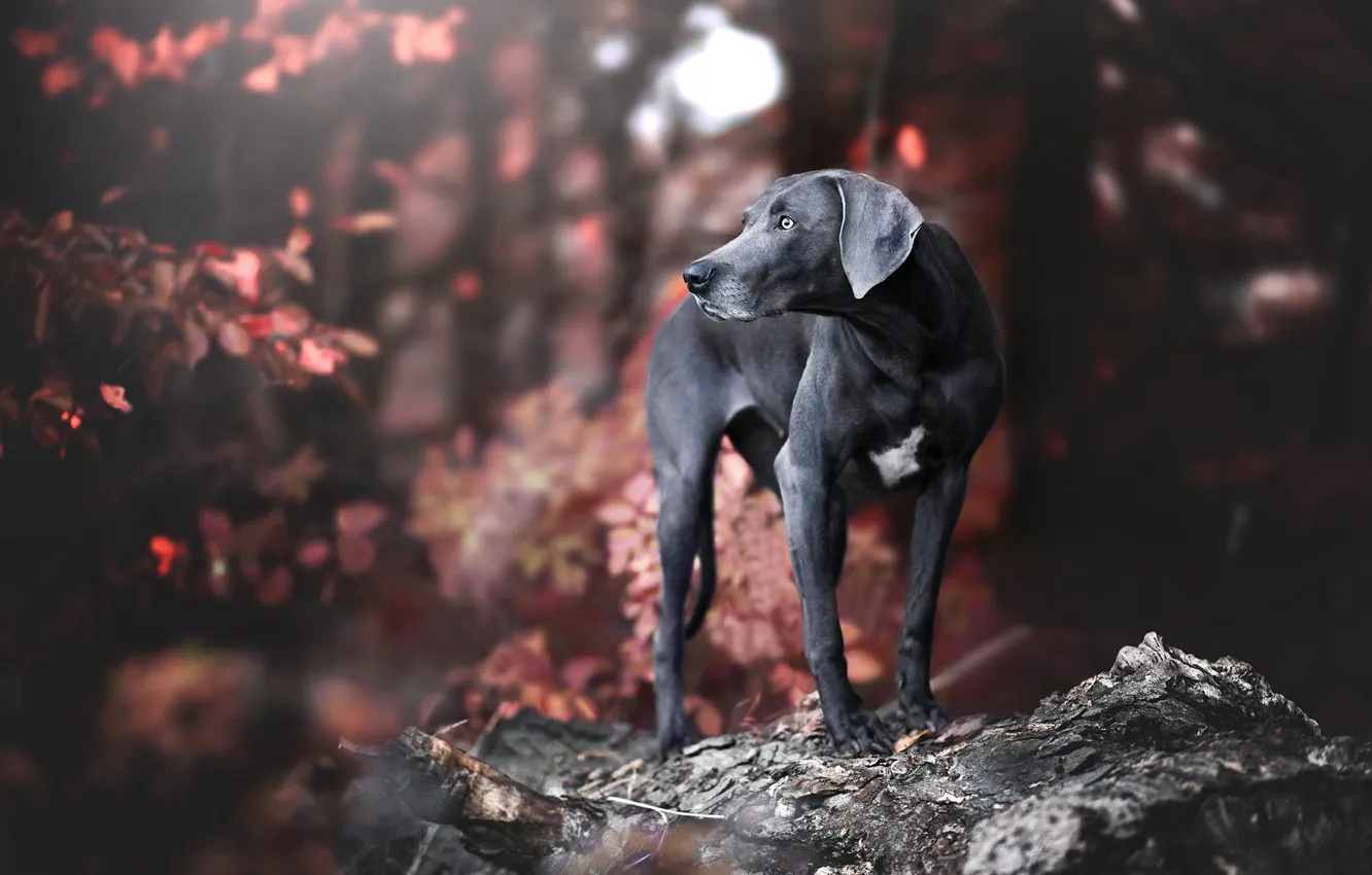 Photo wallpaper autumn, look, pose, black, dog, dog, The Weimaraner