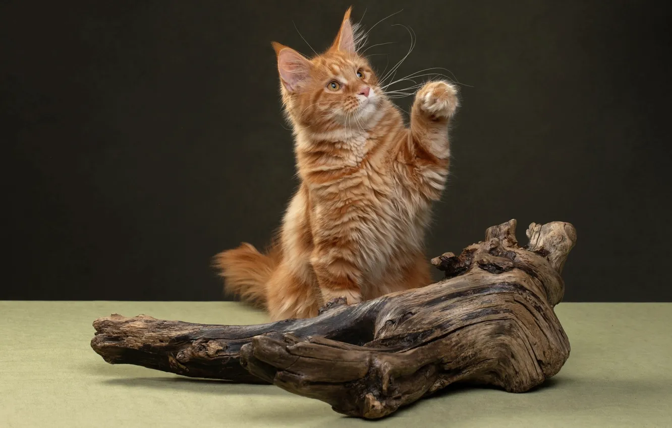 Photo wallpaper cat, background, red, snag, foot, Maine Coon, Svetlana Pisareva