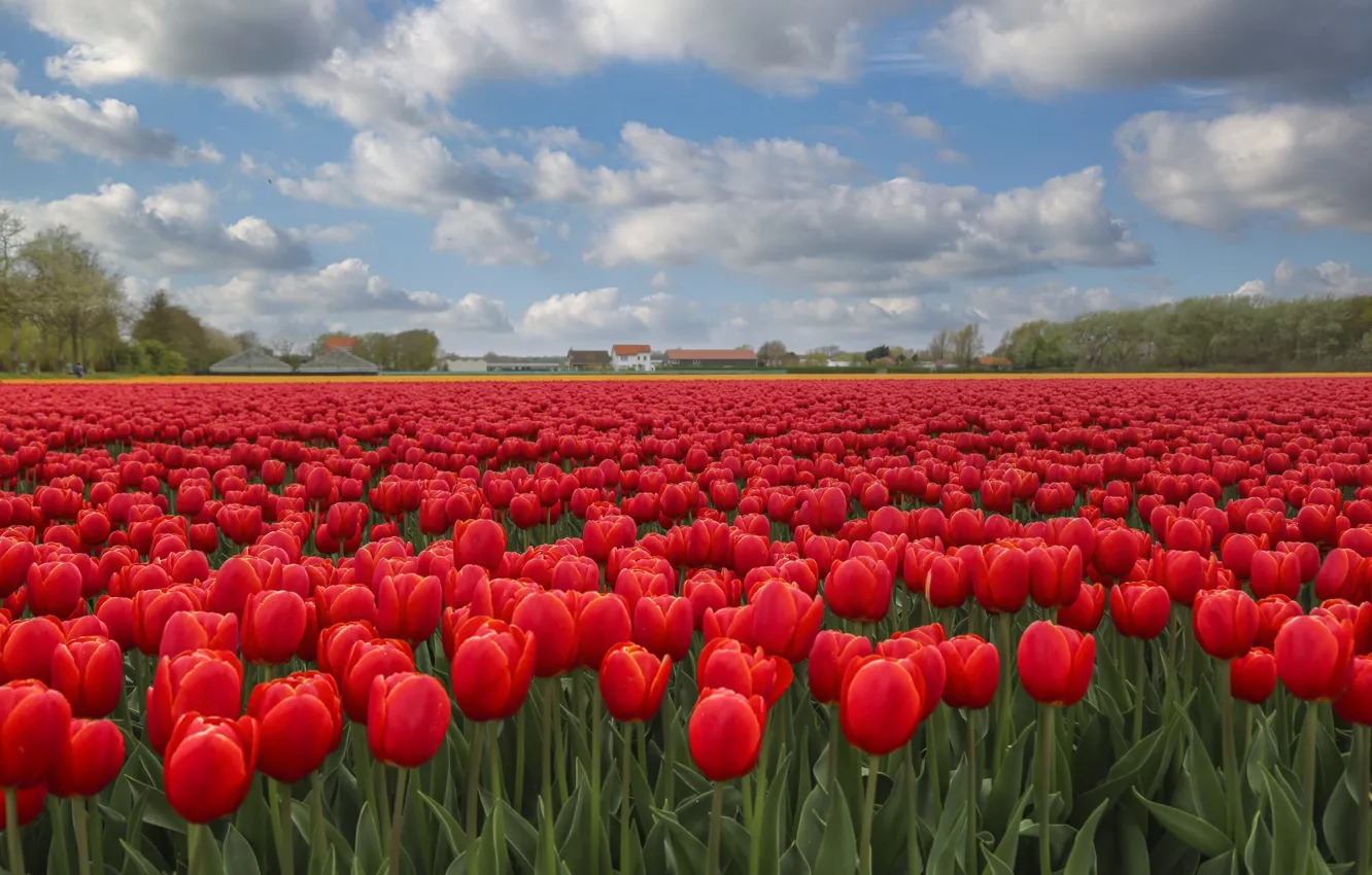 Photo wallpaper field, flowers, red, spring, tulips, plantation