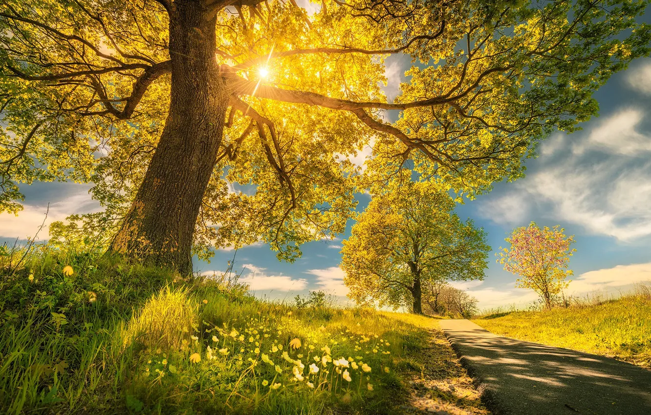 Photo wallpaper road, trees, flowers, spring