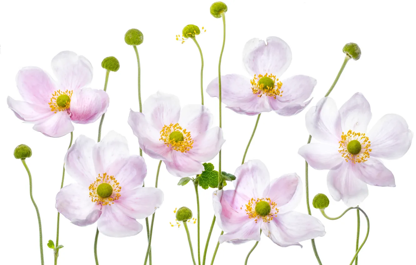 Photo wallpaper macro, pink, anemones