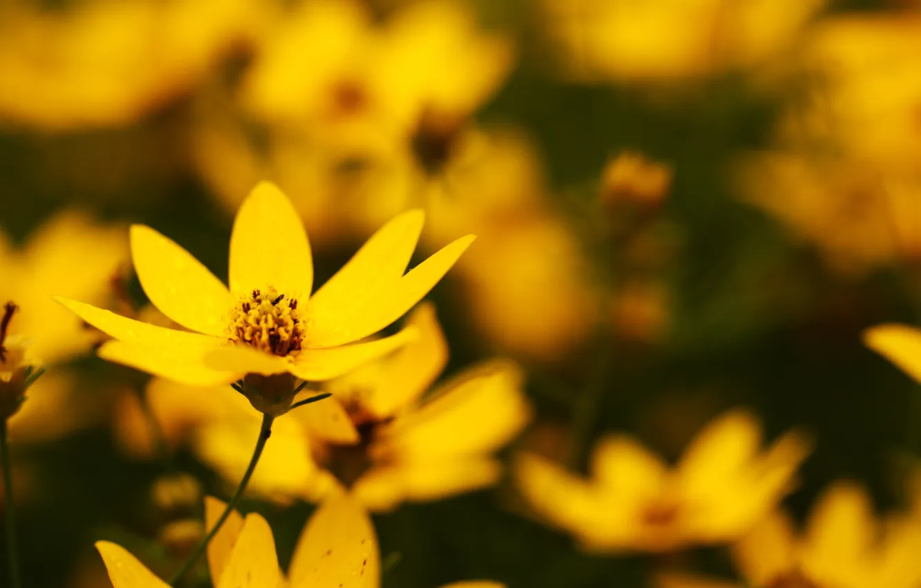 Photo wallpaper summer, macro, flowers, yellow, glade, petals, blur, brightness