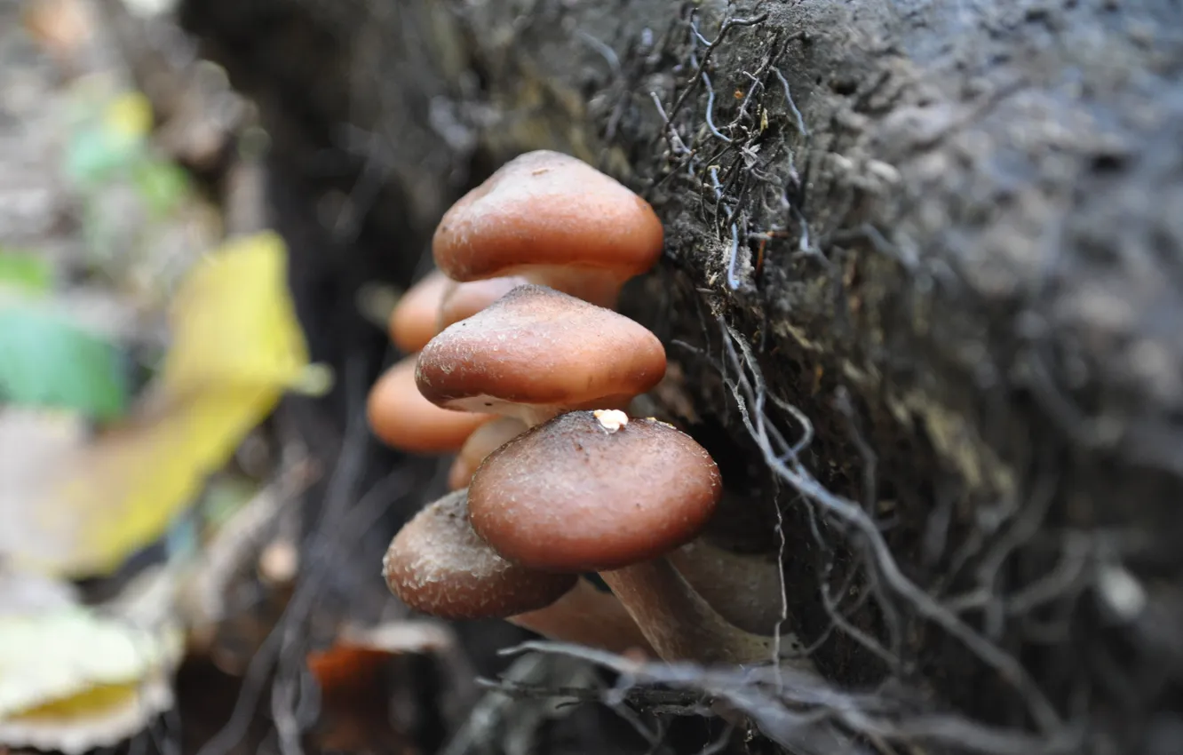 Photo wallpaper forest, nature, mushrooms