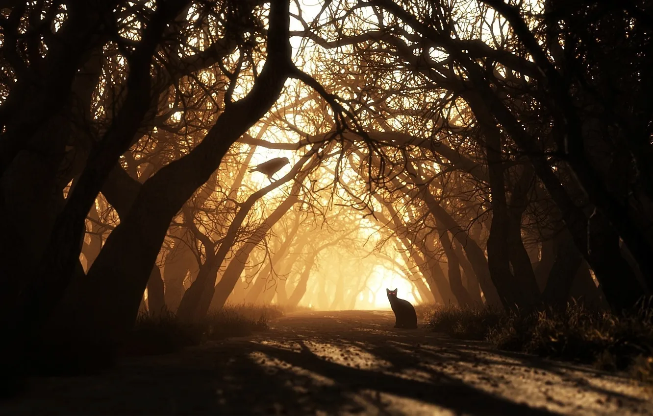 Photo wallpaper forest, cat, crows