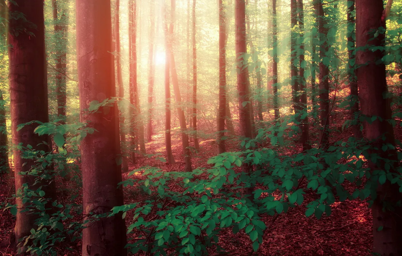 Photo wallpaper forest, landscape, nature