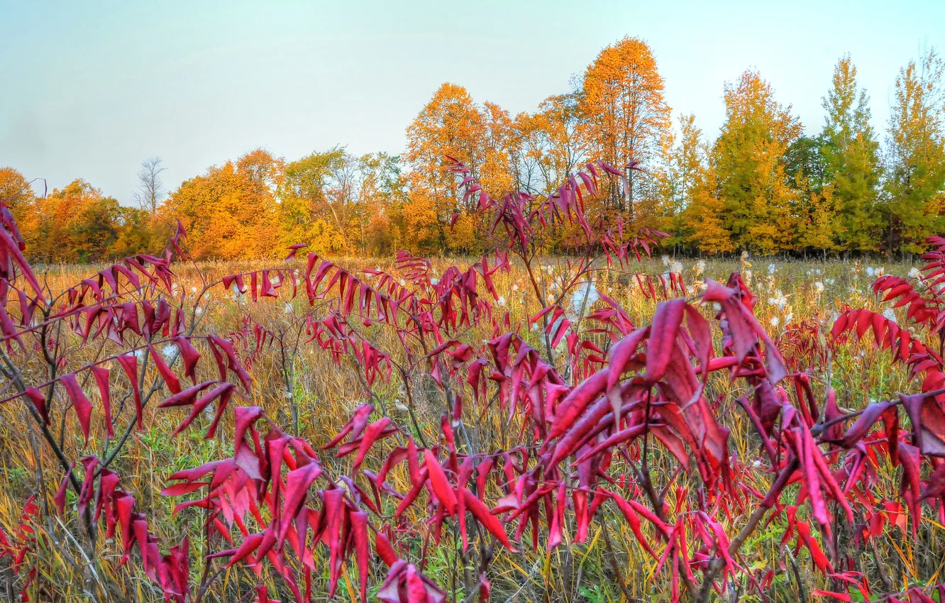 Photo wallpaper autumn, the sky, leaves, trees, meadow, the bushes