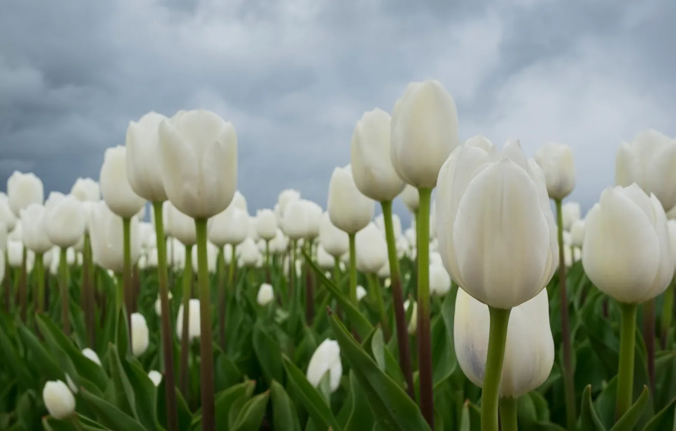 Photo wallpaper field, tulips, buds, white tulips