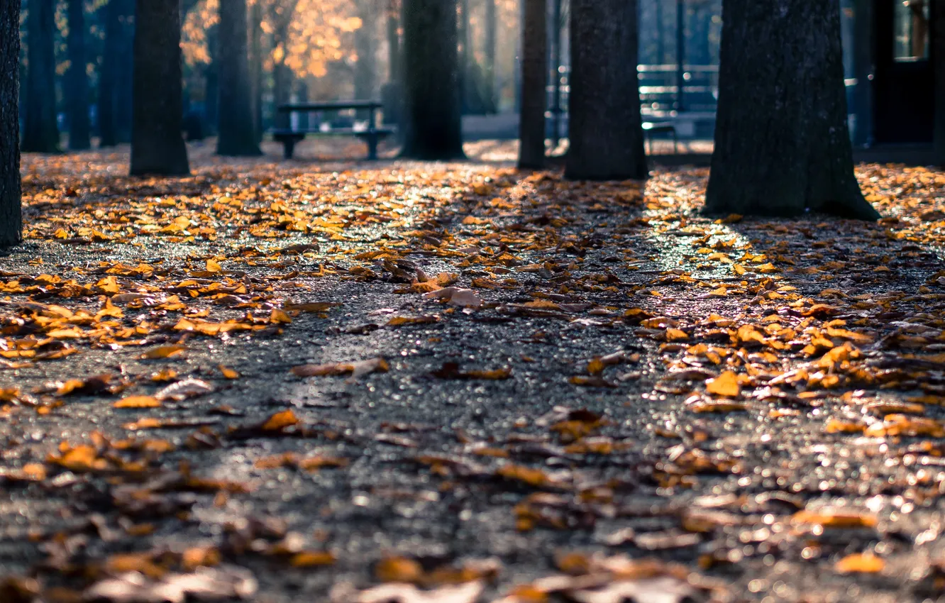 Photo wallpaper forest, trees, bench, nature