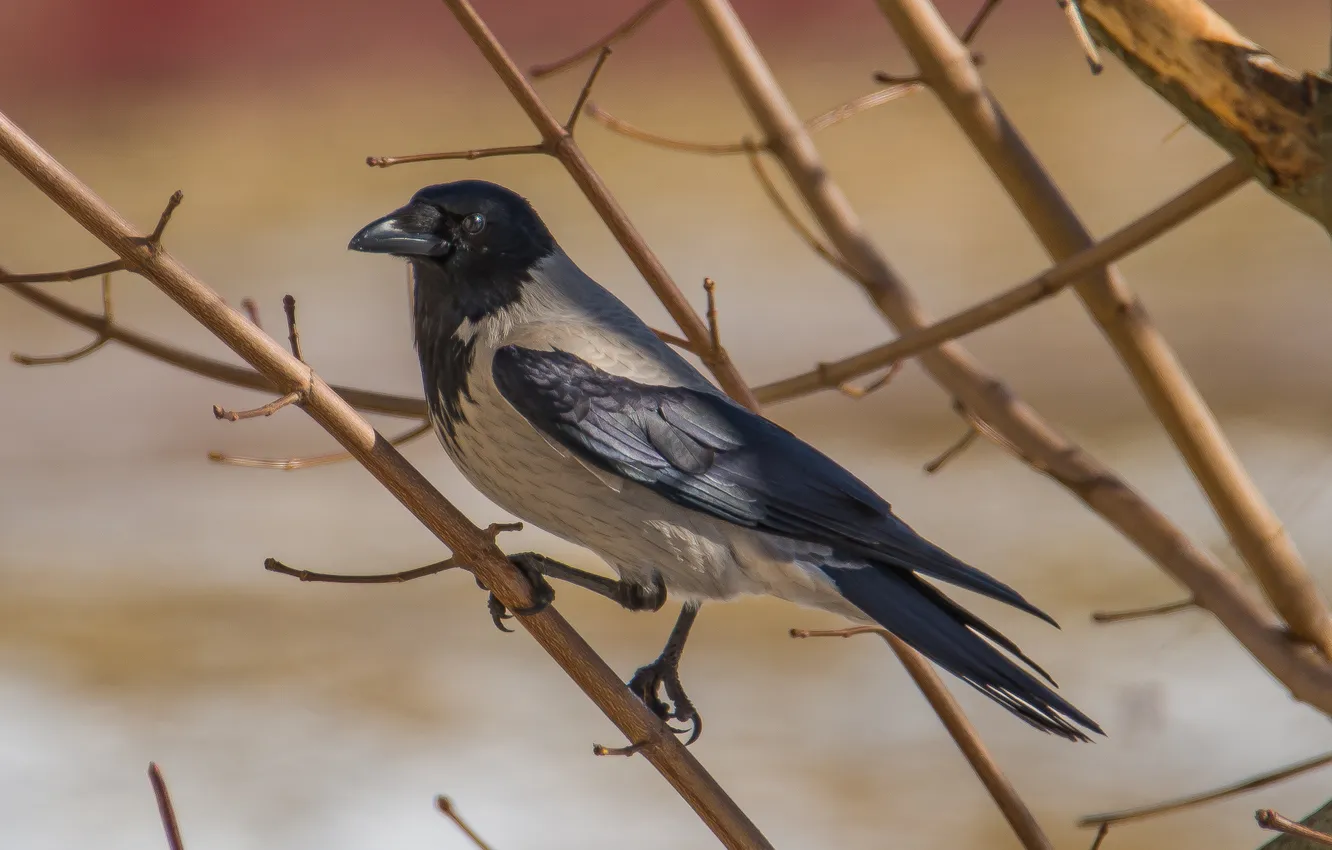 Photo wallpaper winter, bird, photohunt, grey crow