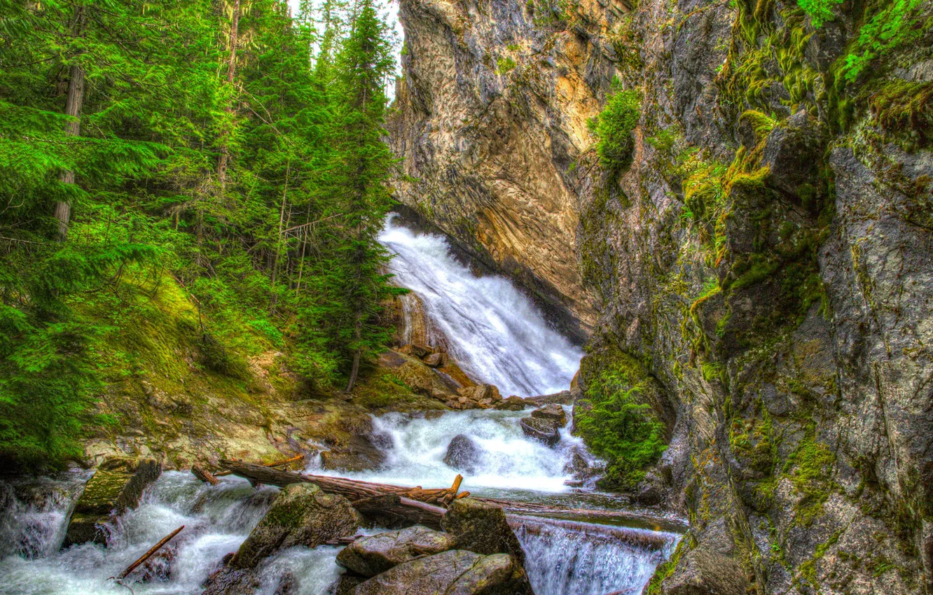 Photo wallpaper forest, trees, stones, rocks, waterfall, HDR, Washington, USA
