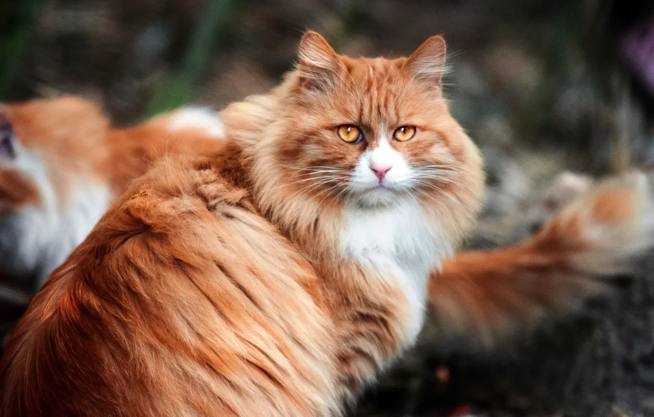 Photo wallpaper cat, cat, look, pose, face