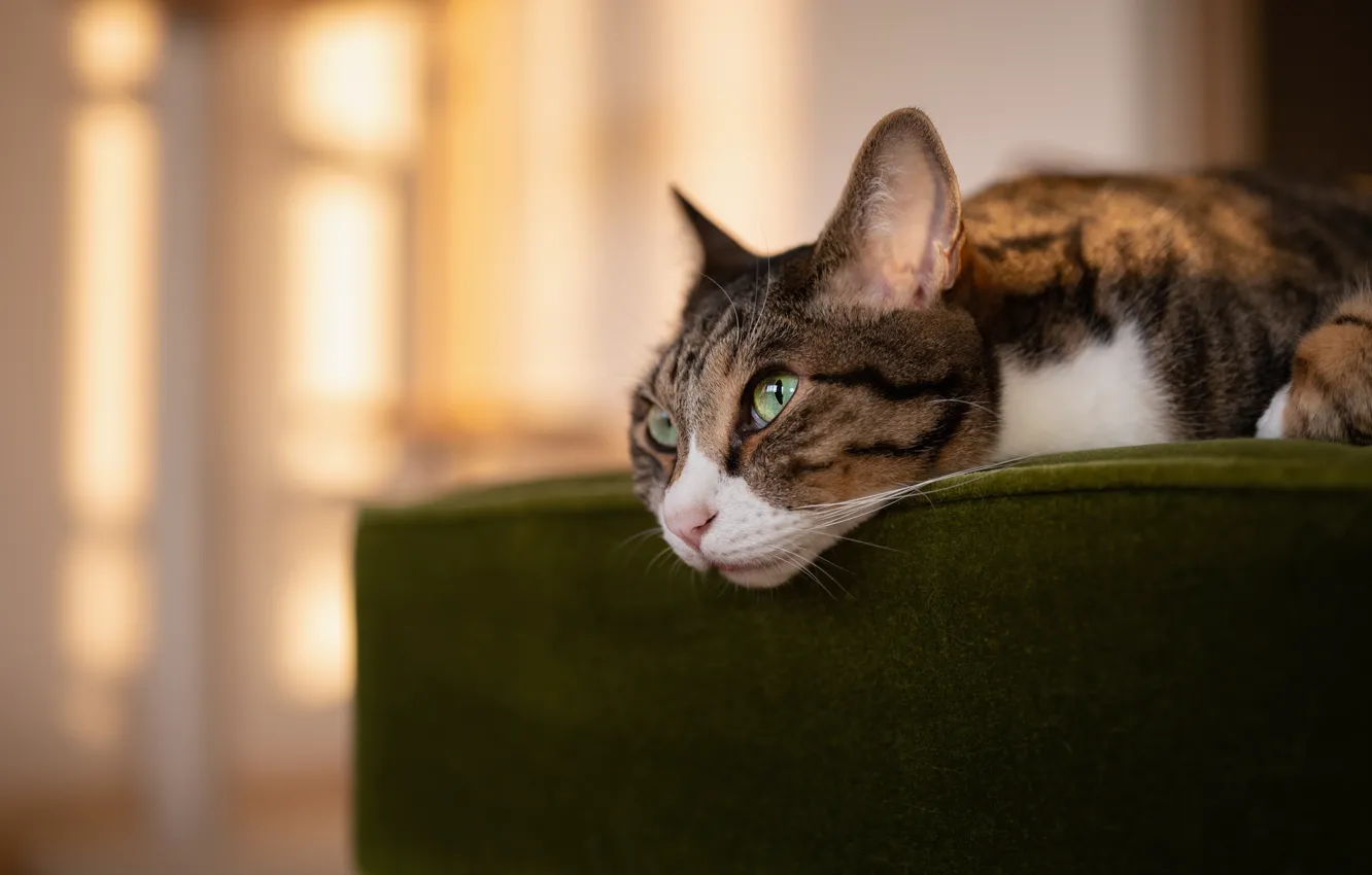 Photo wallpaper cat, cat, look, face, light, grey, chair, lies