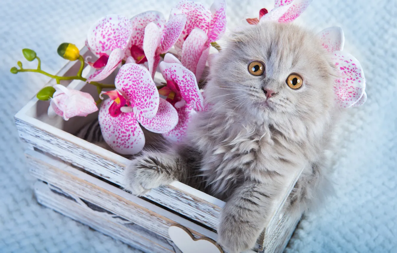 Photo wallpaper cat, look, flowers, pose, grey, portrait, legs, fold
