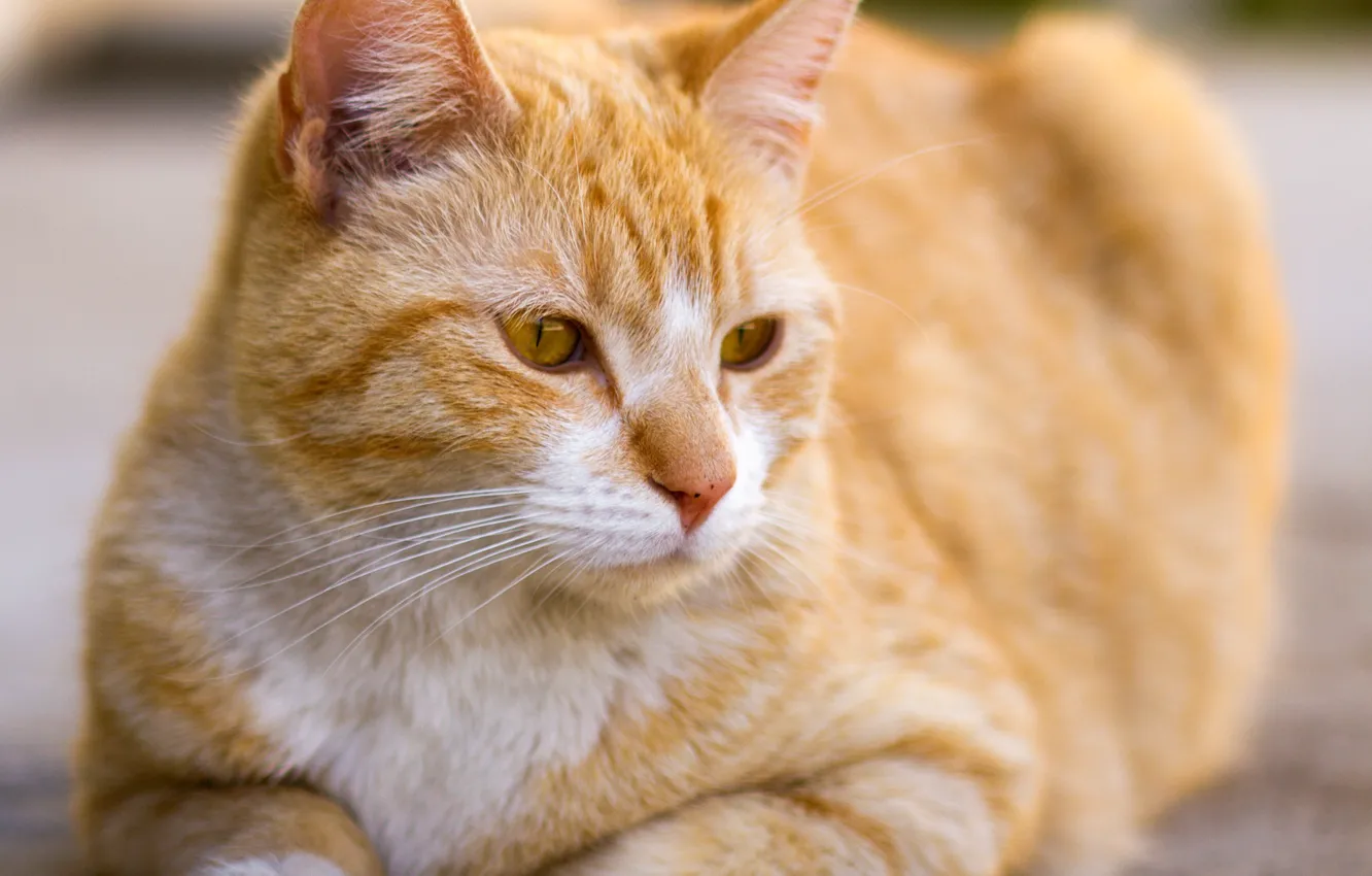 Photo wallpaper cat, cat, face, portrait, red