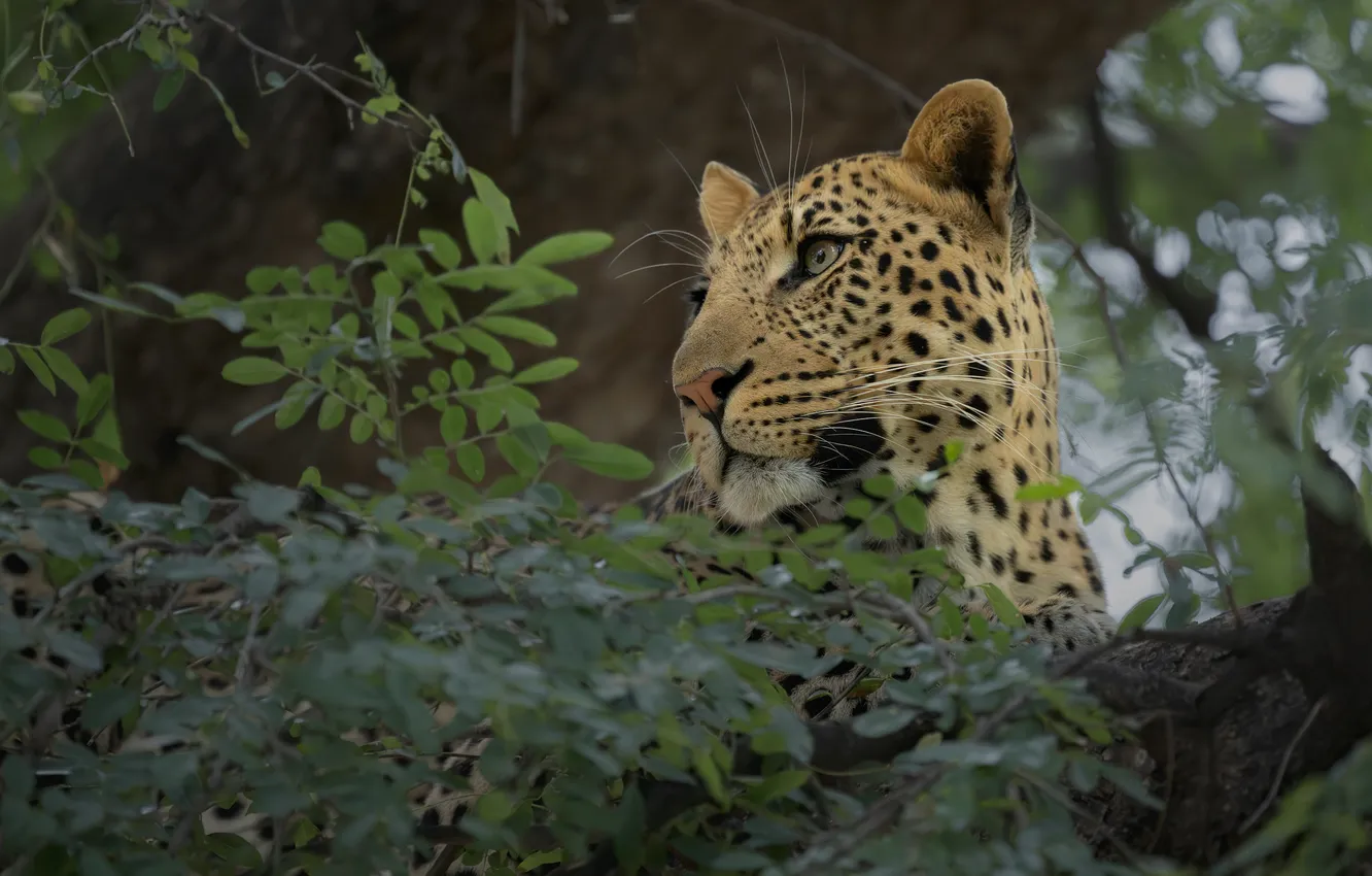 Photo wallpaper face, branches, predator, leopard, wild cat