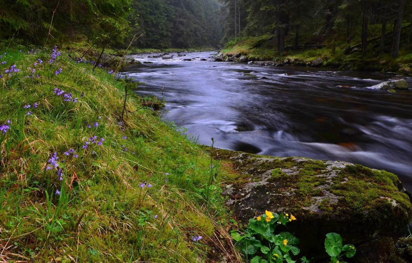 Photo wallpaper forest, summer, river, Czech Republic, Sumava