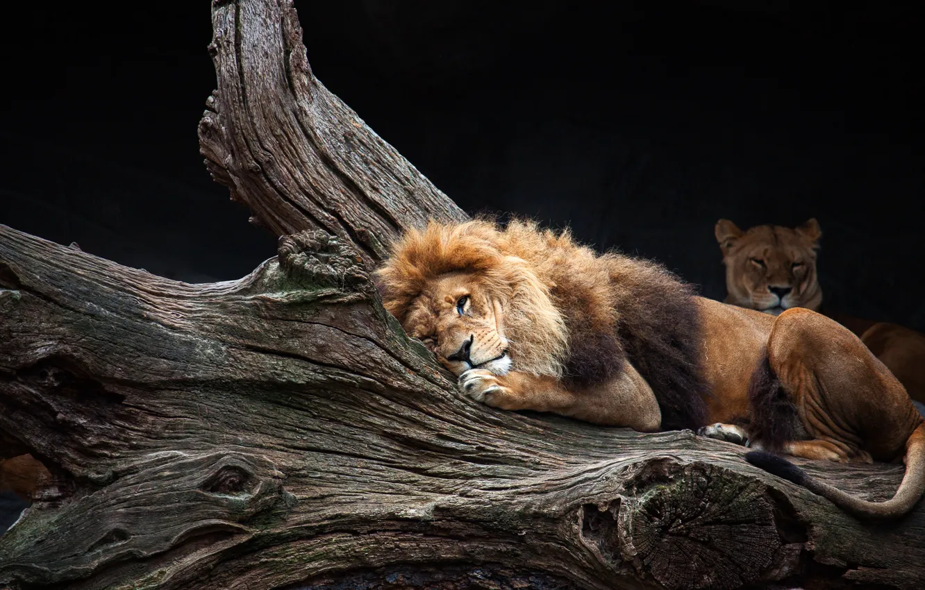 Photo wallpaper face, trees, pose, background, stay, dark, Leo, lies