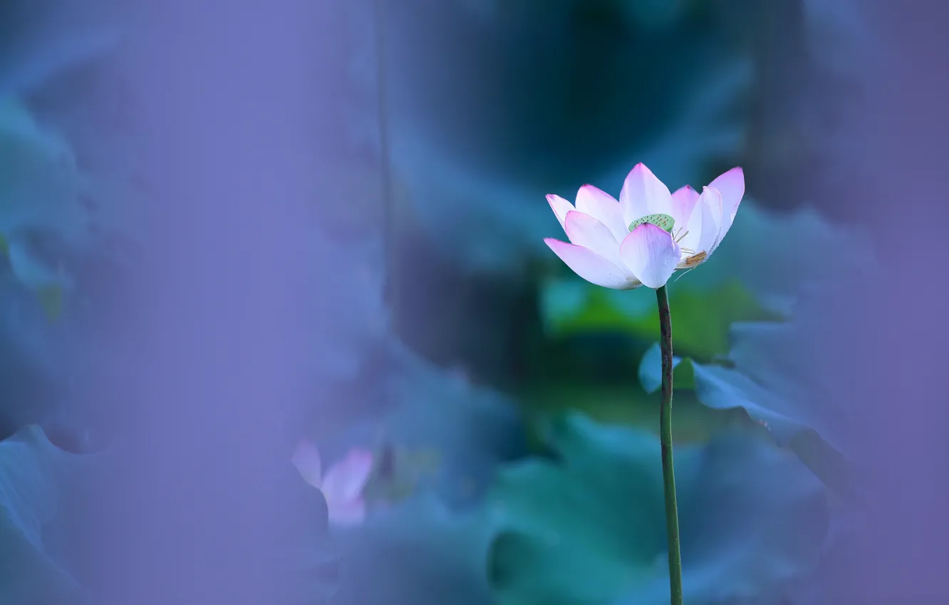 Photo wallpaper leaves, flowers, petals, blur, stem, Lotus, composition, lilac background