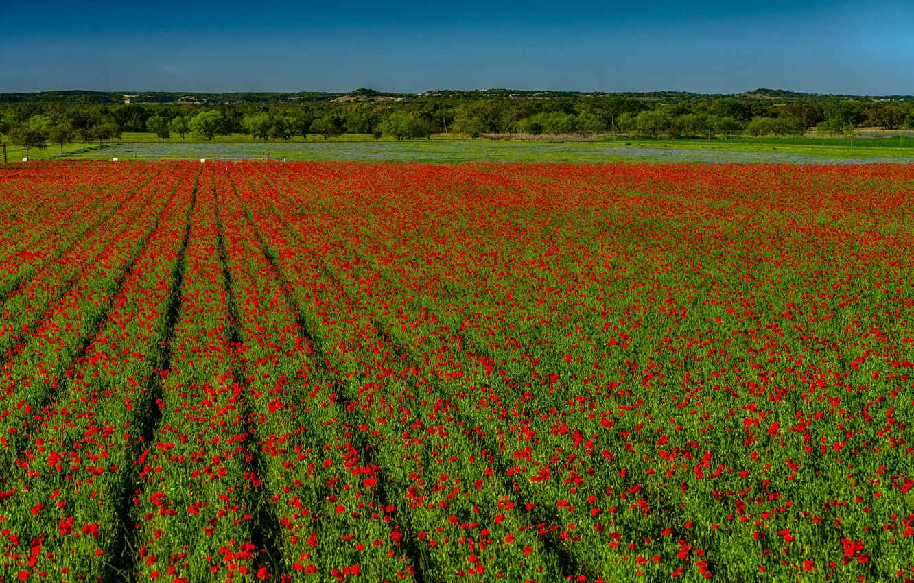 Photo wallpaper field, flowers, red, Maki, Sunny